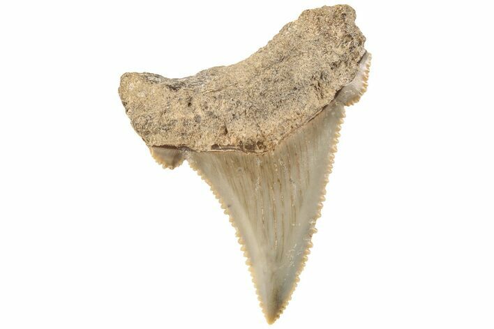 1.4" Serrated Angustidens Tooth - Megalodon Ancestor